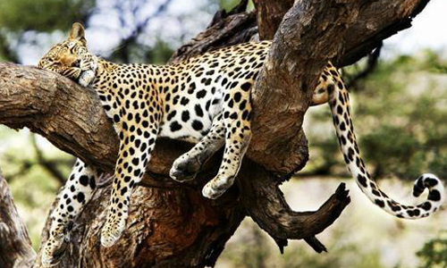 Awesome Image